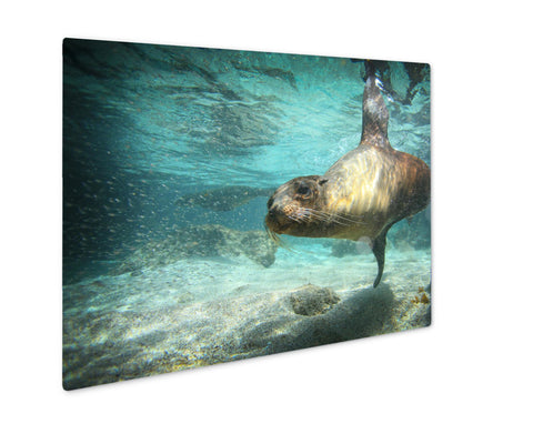 Metal Panel Print, Sea Lion Swimming Underwater In Ocean